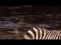 Young Zebra vs African Lioness Young Zebra is Victorious on wwwyoutubeboosternet