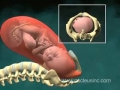 Vaginal Childbirth Birth 3D Video Animation