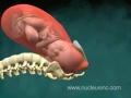 NUCLEUS Medical Animation Birth of Baby Vaginal Childbirth