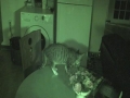 Ghost Caught on Video HD