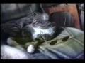 funny cats 6
