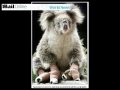 RIP Koala Sam Dies During Surgery  Bushfire Tribute - True Blue
