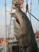 LOL FATTEST SHARK EVER!!!! 