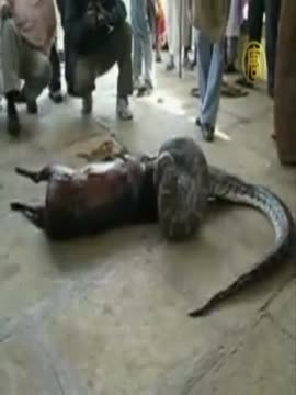 Python swallowes a deer alive, then spits it out