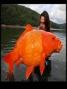 The Worlds Largest Gold Fish 