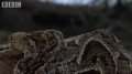 Attenborough: Fully Grown Python eating a Deer - Life in Cold Blood - BBC wildlife