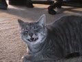Nala the Laughing Cat (ORIGINAL)