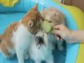 Pets enjoy Honeydew Popsicle