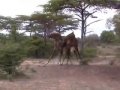 Fighting Giraffes - Excellent Footage