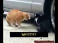 Funny Animals - Cats Fighting The First Video With Original Captions