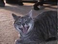 Nala the Laughing Cat