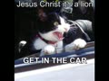 very funny cats for more click on link in blue on right