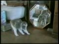 Funny Cats 5
