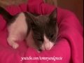 The Purrfectly Comfy Kitty HD