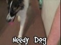 The Needy Dog Song Now on iTunes