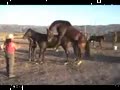 two horses mating