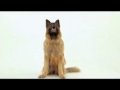 Dogs 101 German Shepherd Video Animal Planet